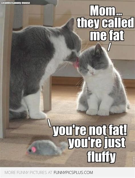 fat cat meme funny fat cat pictures  quotes