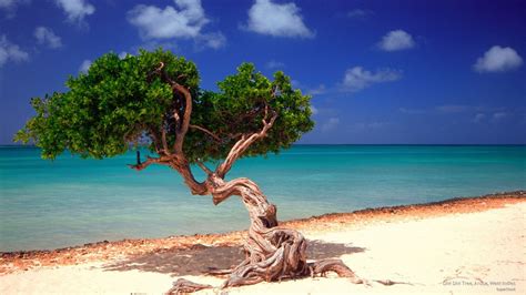 Free Download Aruba Wallpapers Backgrounds 2300x1294 For Your Desktop