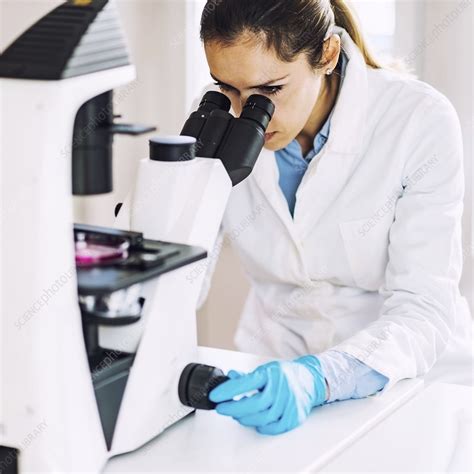 Scientist Using Light Microscope Stock Image F0246235 Science