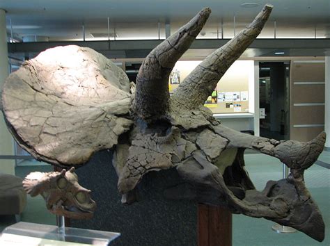 10 Cool Facts About Triceratops Paleontology World