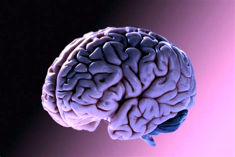 Differenza Tra Cervello E Encefalo Anatomia E Funzioni In Sintesi