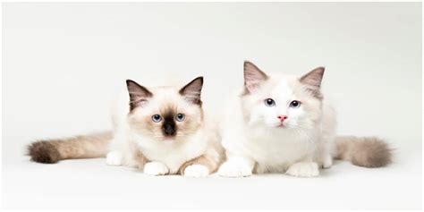 Feline 411 All About Ragdoll Cats Cattitude Daily