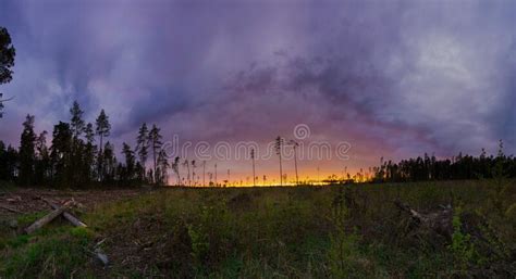 Panorama Silhouette Lone Tree Sunset Photos Free And Royalty Free Stock