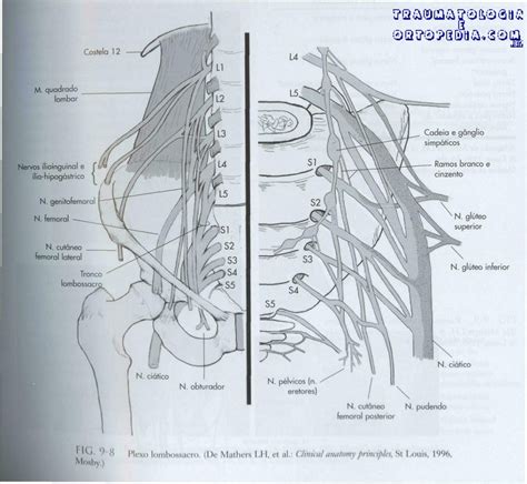 Anatomia Neurol Gica Da Pelve Traumatologia E Ortopedia