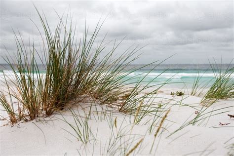 Image Of Coastal Grasses Growing In Sand Dunes At A Surf Beach Austockphoto
