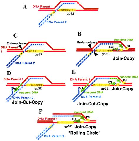 two recombination dependent dna replication pathways of bacteriophage t4 and their roles in