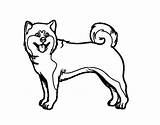 Akita Dog Coloring Colorear Coloringcrew Dogs sketch template