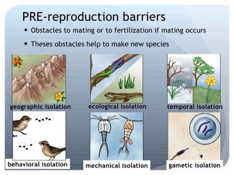 Mechanism Of Speciation