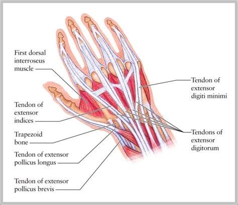 Tendons Of The Hand And Wrist Image Anatomy System Human Body