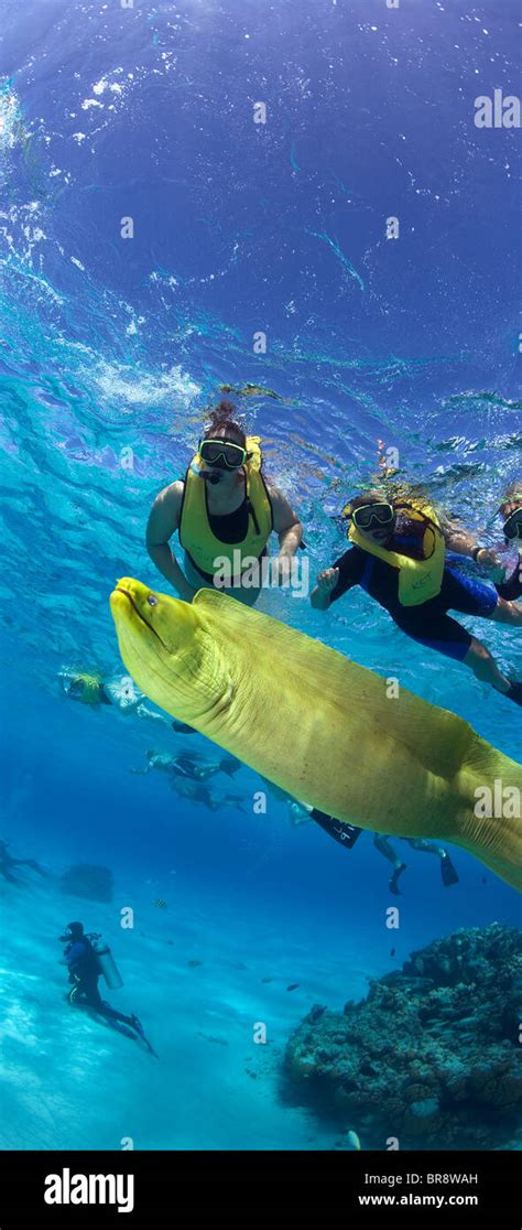 Snorkelers And Green Moray Eel Gymnothorax Funebris Grand Cayman