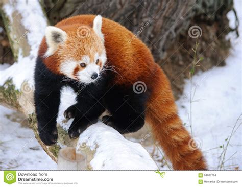 Red Panda Stock Photo Image Of Wildlife Orange Winter