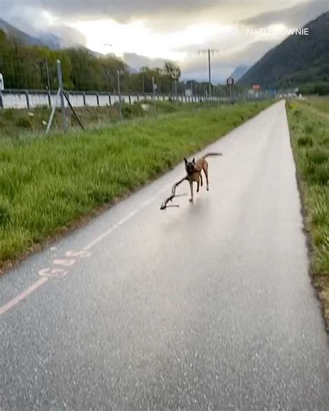 Crazy Belgian Malinois Dog Is Determined To Carry Huge Stick Home