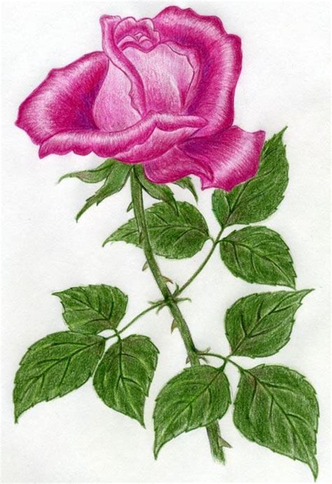 It's nice to depict flowers, can relieve first look at this web, you can view all galleries here, thanks ! Awesome Rose Drawings - The Wondrous Pics