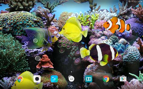 Coral Fish 3d Live Wallpaper For Android Apk Download