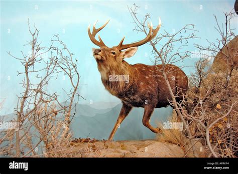 Manchurian Sika Deer England Stock Photo Alamy