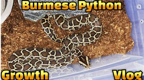 Reptile Vlog 2 Mrburns Burmese Python Growth Rate Youtube