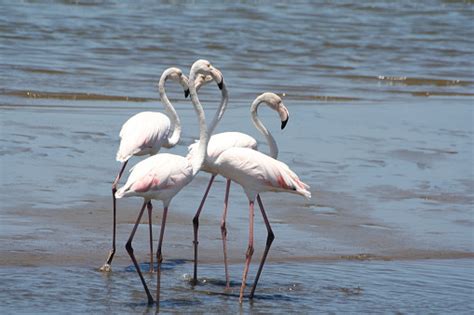 Flamingos In The Lagoon Of Walvis Bay Namibia Africa Stock Photo