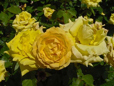 The yellow rose of texas is a traditional american folk song dating back to at least the 1850s. PLANTanswers: Plant Answers > GRANDMA'S YELLOW ROSE