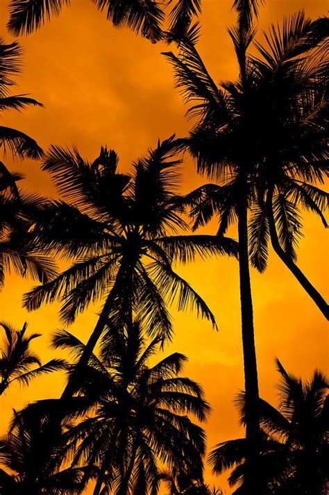 Lspace Swim Orange Skies Palm Trees Wallpaper Tree Wallpaper