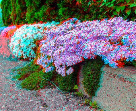Anaglyph Flower Curb Requires Red Cyan D Glasses Flowers Flickr