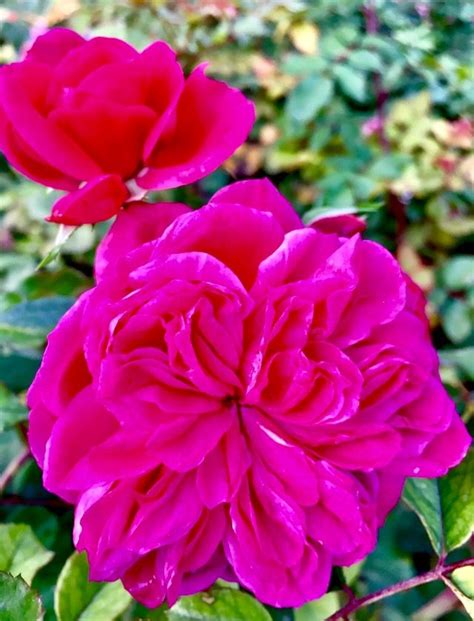 Pink Rose Rosas Roses Rosa Rose Flowers Rosa