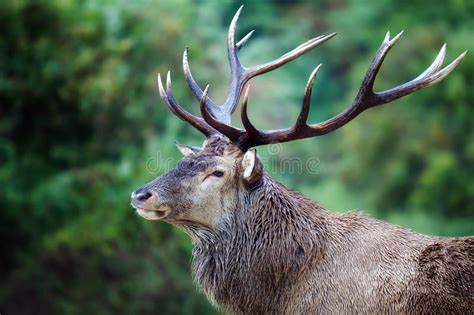 Majestic Deer Stock Photo Image Of Portrait Cervus 77876912