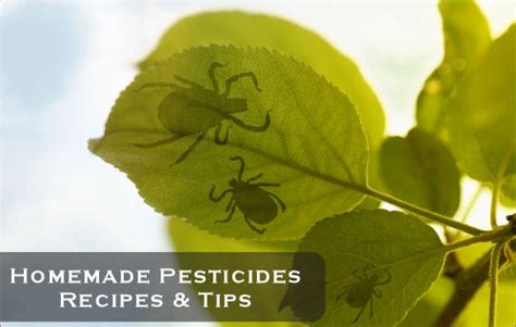 Made with fsc certified paper & recycled ink. Natural Homemade Pesticides: Recipes & Tips | Patterson ...