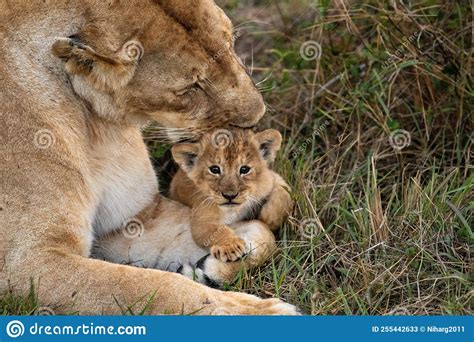 Lioness Grooming Her Cub Stock Image Image Of Whiskers 255442633