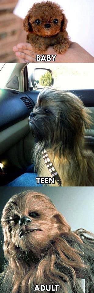 Star Wars Witze Star Wars Meme Animal Memes Funny Animals Cute