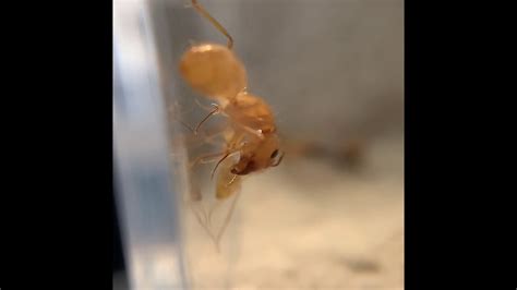Watching A Camponotus Major Ants Mouthparts In Action Youtube