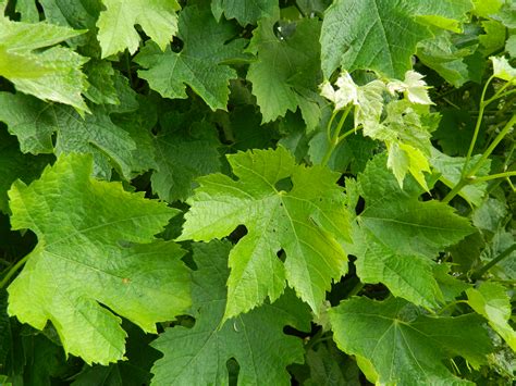 Stuffed Vine Leaves Recipe - Sow and So