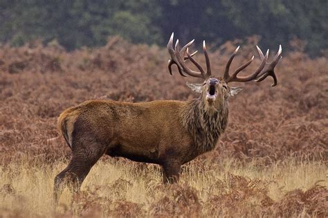 Red Deer Stag 4k Ultra Hd Wallpaper Background Image 4136x2757