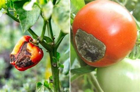 Curar y evitar manchas negras en los tomates y pimientos Eco Jardín Mágico