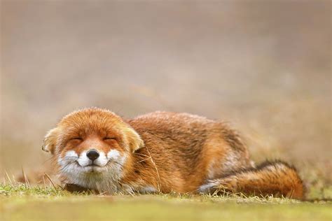 Zen Fox Series - Smiling Fox Is Smiling Photograph by ...