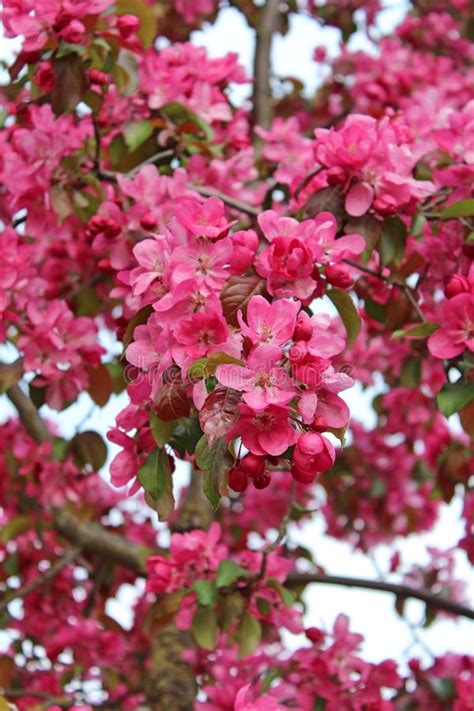 A Crabapple Tree With Pink Blossom Stock Photo Image Of Prairifire