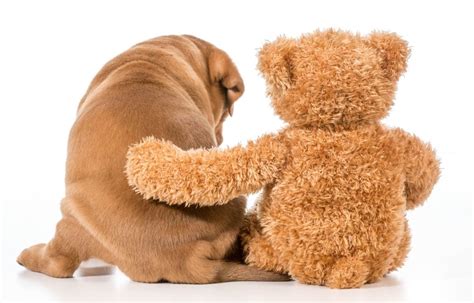 15 Cute And Small Teddy Bear Dog Breeds With Pictures Hepper