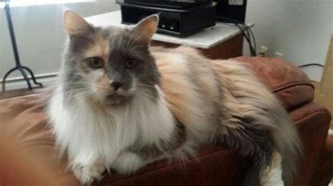 Stunning Long Haired Calico Norwegian Forest Cat Mix For Adoption In
