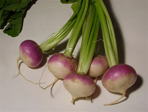 Turnip Facts Facts Net