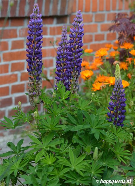 Also, the vitamins and minerals in these beans nourish the skin and make it healthy and. Vaste Lupine - Happy Seeds