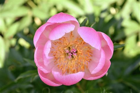 The Herbaceous Peony Garden At My Farm The Martha Stewart Blog