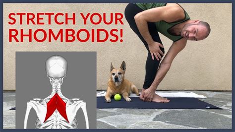 Stretch For Upper Back Pain Rhomboid Pain With Antranik Youtube