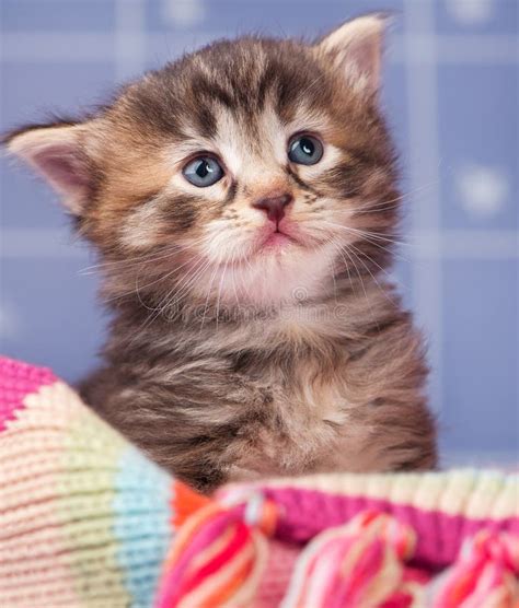 Cute Little Kitten Stock Image Image Of Kitty Freeze 98837723