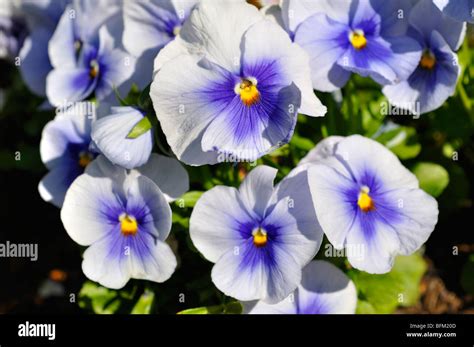 Pansies Aka Pansy Violets Viola Tricolor Hortensis Stock Photo Alamy