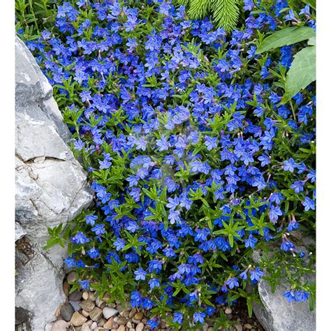Ground Cover Blue Flowers Spring Ground Cover And Shrubs