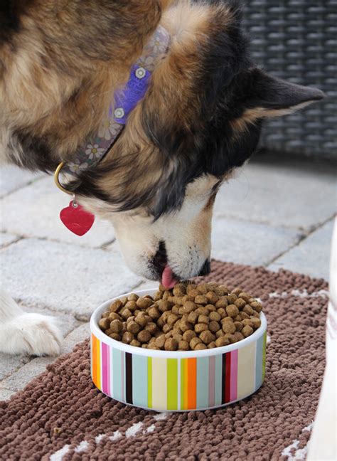 But just as excessive amounts of this high starch veggie can be unhealthy for humans, you should also go easy on the potatoes when filling up your dog's food bowl. Goals To Help Keep My Dog Healthy - With Our Best - Denver ...