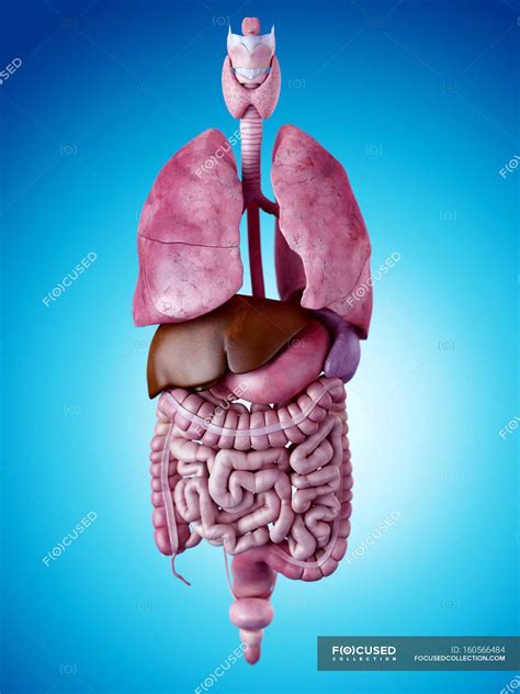 Skeletal System Organs