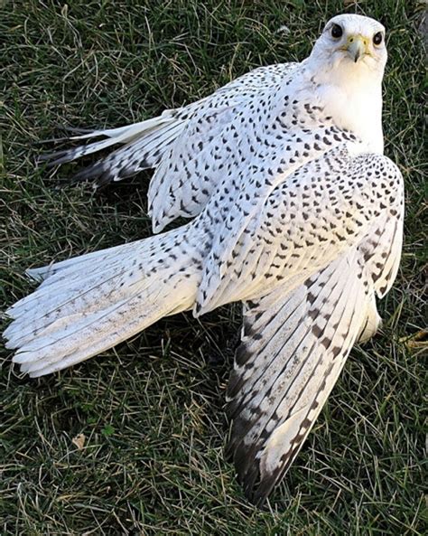 Rare White Falcons You Have Never Seen Before