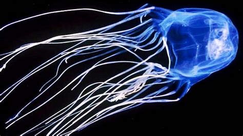 Irukandji Jellyfish Worlds Most Dangerous Jellyfish