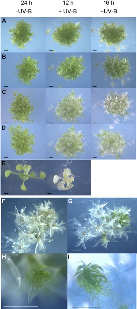 Filamentous Growth From Spores Under Uv B Development Of Filamentous