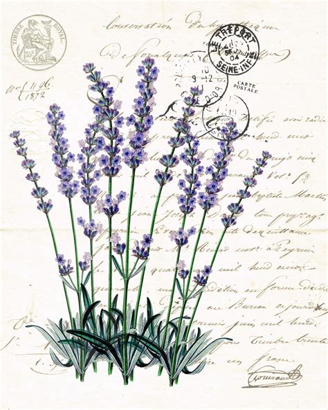 Botanical Print Lavender Images Vintage Vintage Diy Vintage Labels